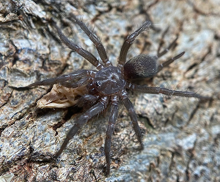 Namirea fallax, female, Lawson, Blue mountains NSW