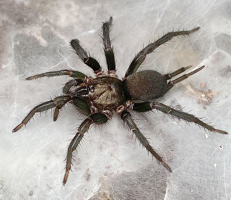 Namirea insularis, female, Burleigh heads, SEQ