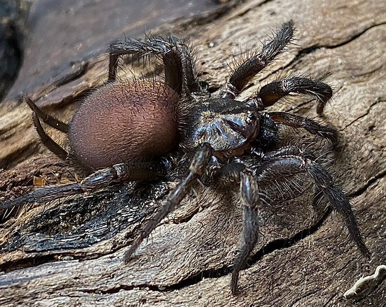 Namirea sp. nov, female, Flinders ranges, SA