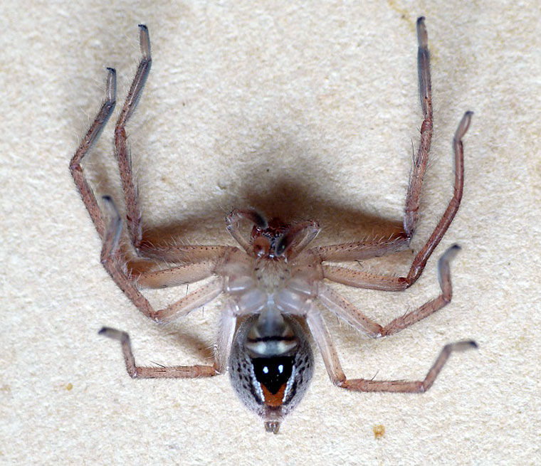 Neosparassus