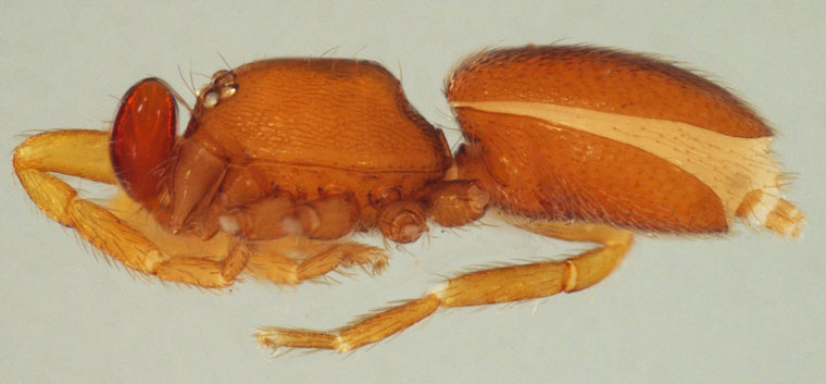 Opopaea jonesae