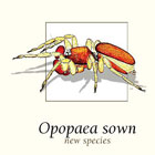 Opopaea sown