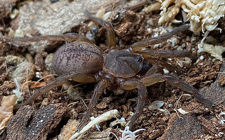 Ozicrypta filmeri female Amamoor Creek SEQ