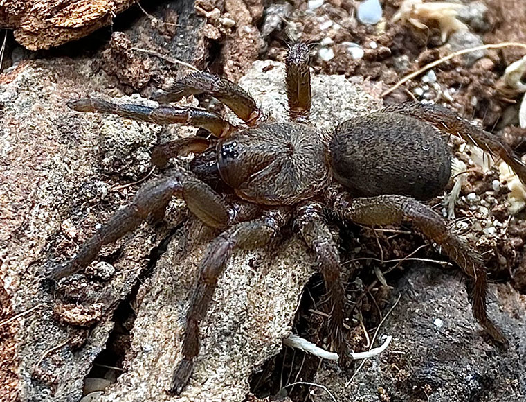 Ozicrypta microcauda, female, Benaraby QLD