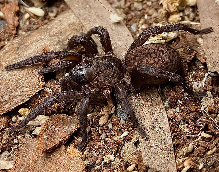 Ozicrypta-reticulata-female-Hampden-Mackay-QLD