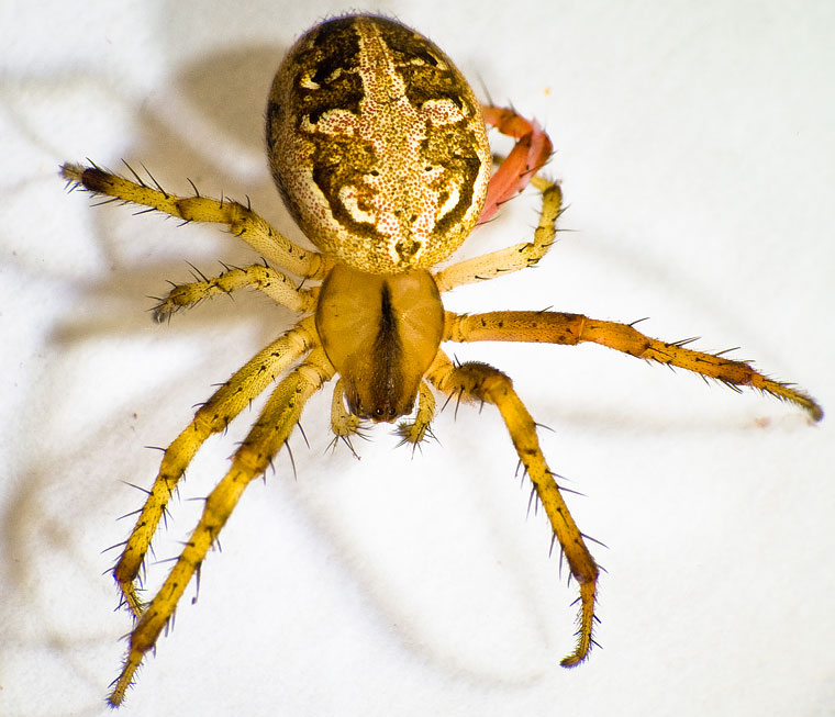 Neoscona sp.  Araneus inustus