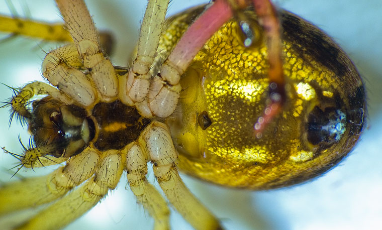 Neoscona sp.  Araneus inustus