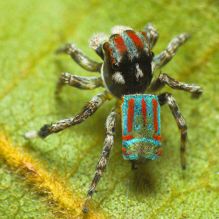 Maratus volans