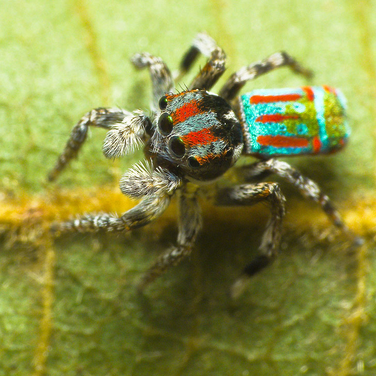 Maratus volans