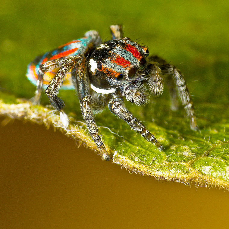 Maratus volans