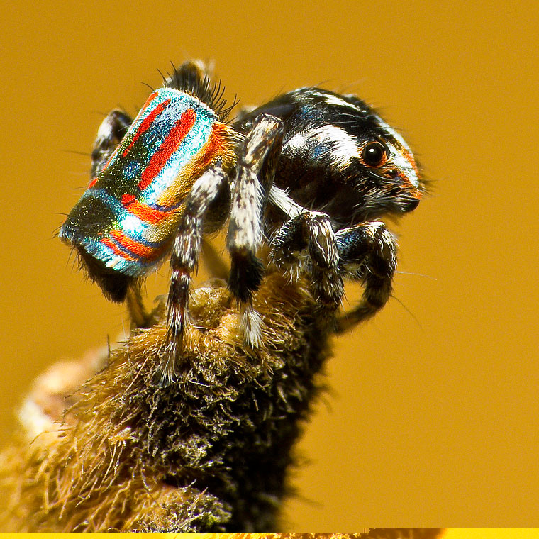 Maratus volans