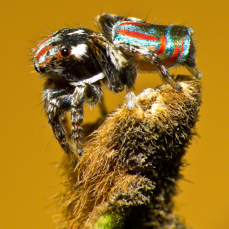 Maratus volans