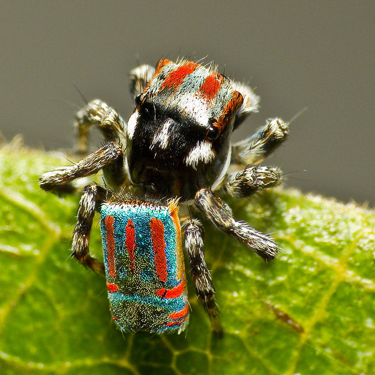 Maratus volans