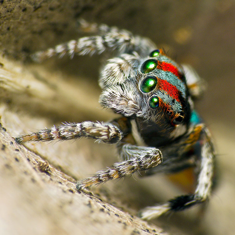 Maratus volansa