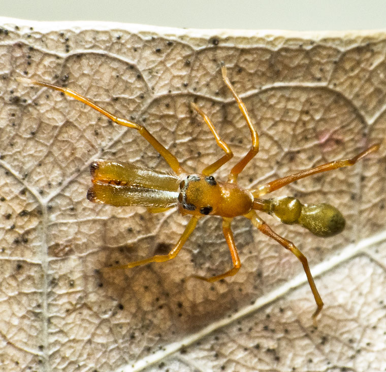 Myrmarachne smaragdina Ceccarelli, 2010