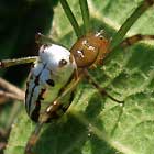 Tetragnathidae