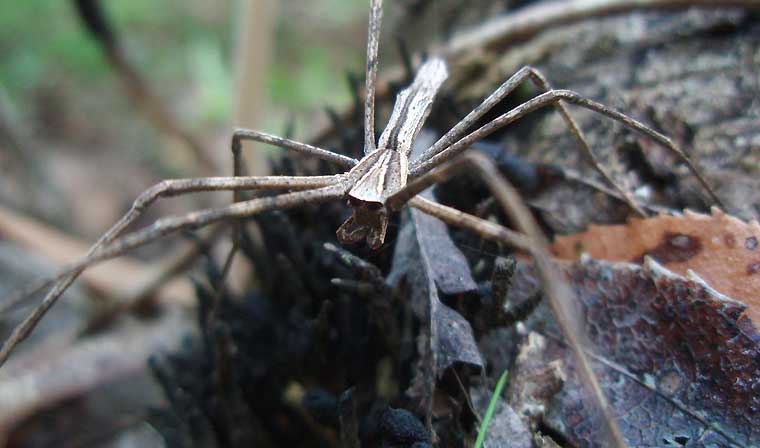 Deinopis subrufa