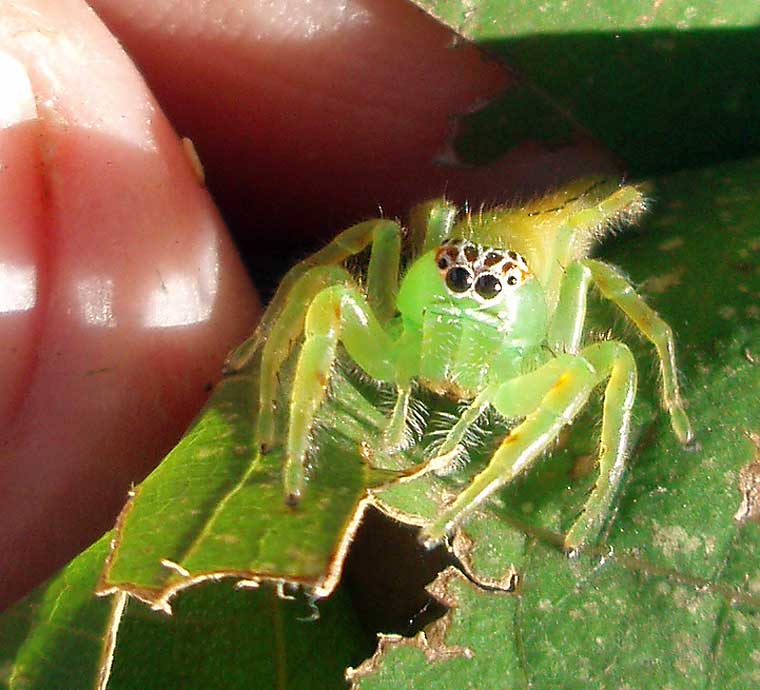 Mopsus mormon Northern Green Jumping Spider