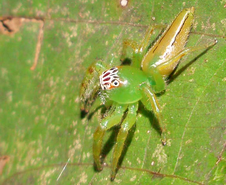 Mopsus mormon Northern Green Jumping Spider