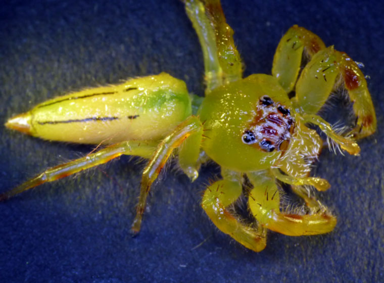 Mopsus mormon Northern Green Jumping Spider