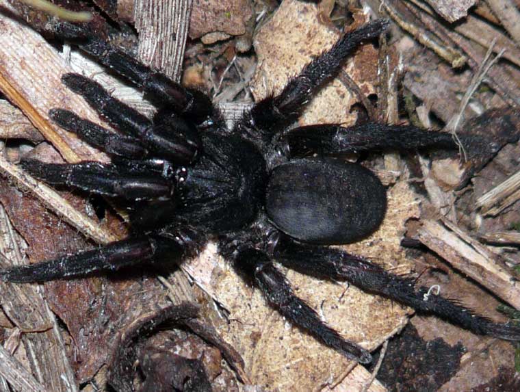 Seqocrypta jakara (Brisbane Brushfooted Trapdoor) Female