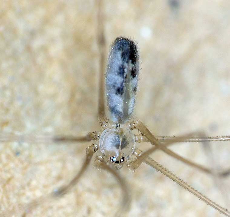 Pholcus phalangioides  