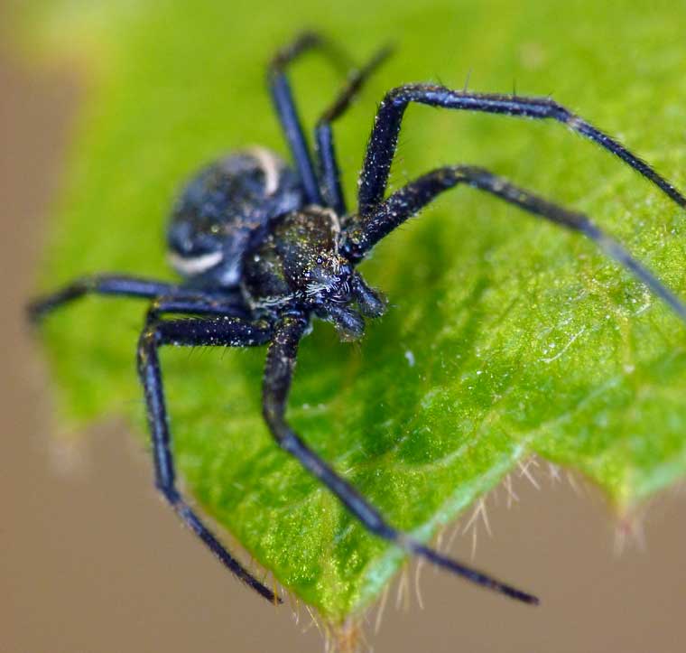 Argiope ocyaloides