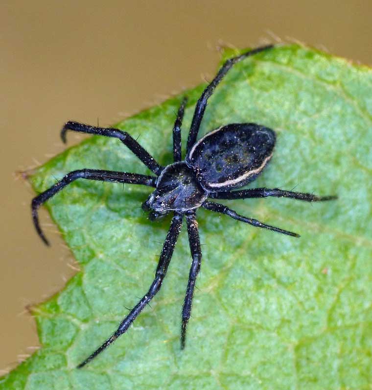 Argiope ocyaloides