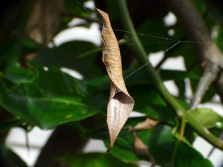 Phonognatha graeffei Leaf Curling Spider 