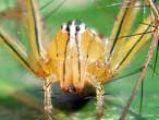 Lynx Spider