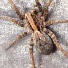 Wolf Spider