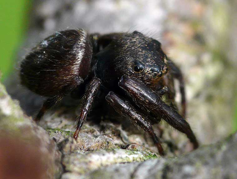 Simaetha thoracica