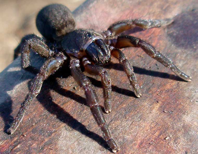 Seqocrypta jakara (Brisbane Brushfooted Trapdoor) Female