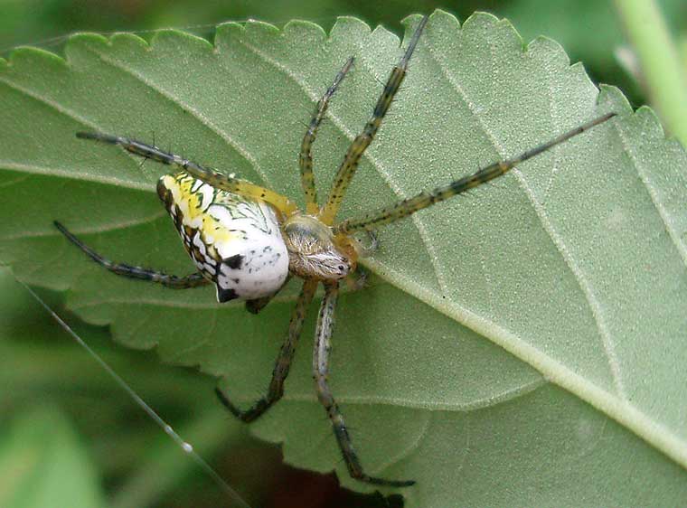 Cyrtophora moluccensis