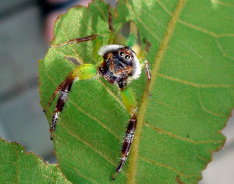 Mopsus mormon Northern Green Jumping Spider