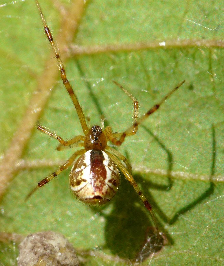 Theridion pyramidale