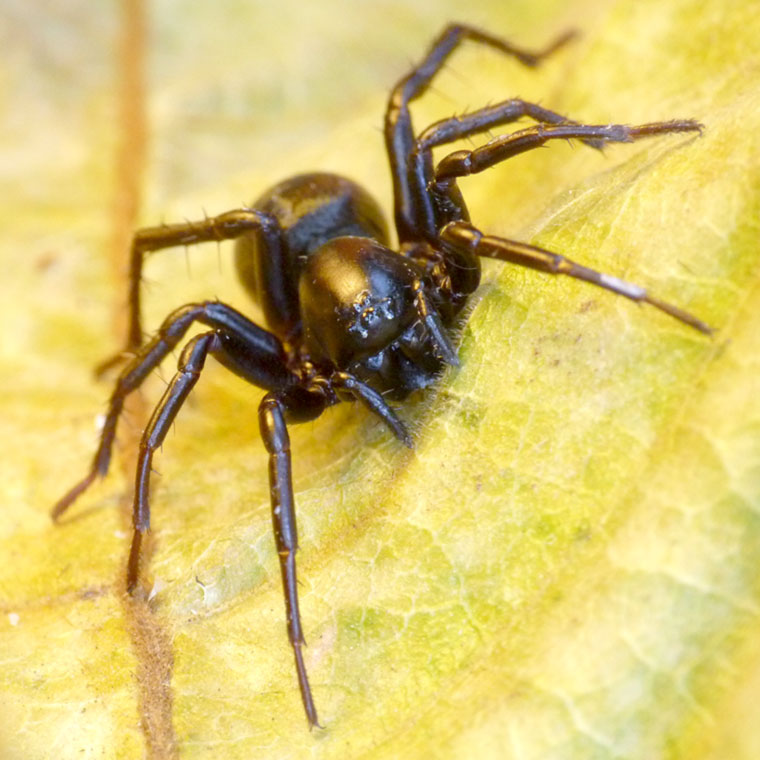 Storosa obscura