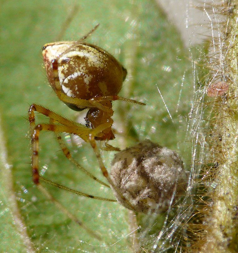 Theridion pyramidale