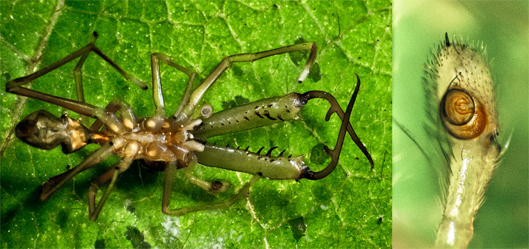 Myrmarachne smaragdina Ceccarelli, 2010