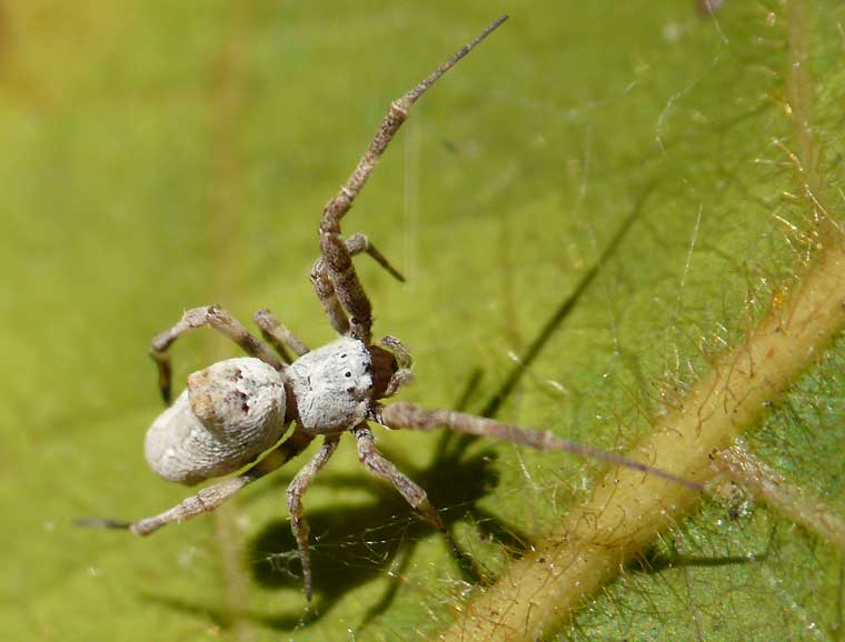 Philoponella variabilis