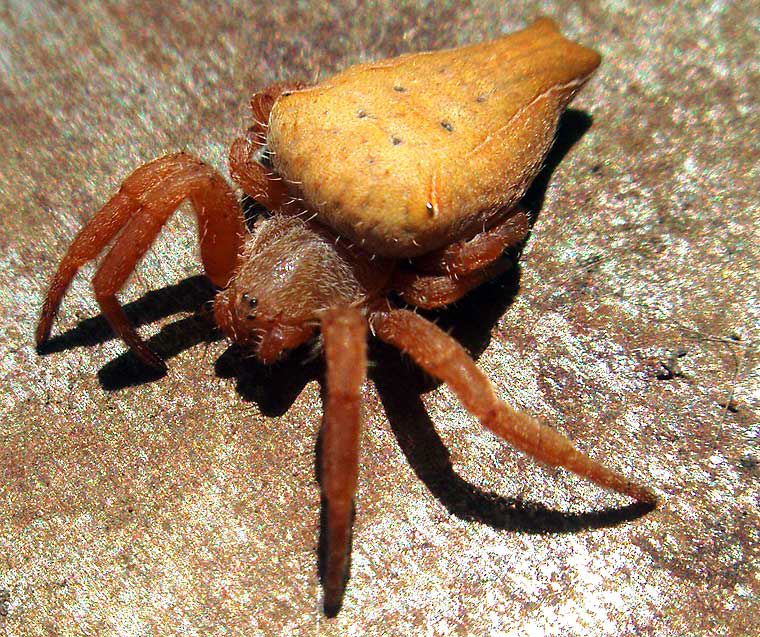 Cyrtophora exanthematica