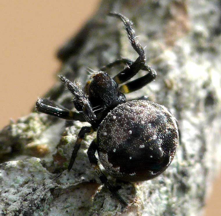 Araneus rotundulus