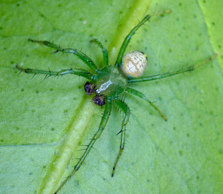 Araneus praesignus