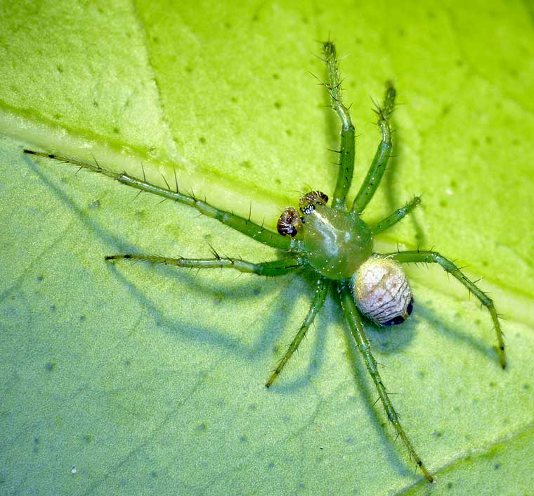 Araneus praesignus