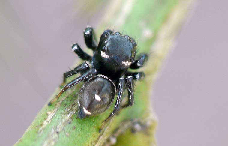 Spider > Salticidae > Zenodorus orbiculatus (Salticid Ant Eater)