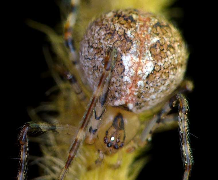 Theridiid spider