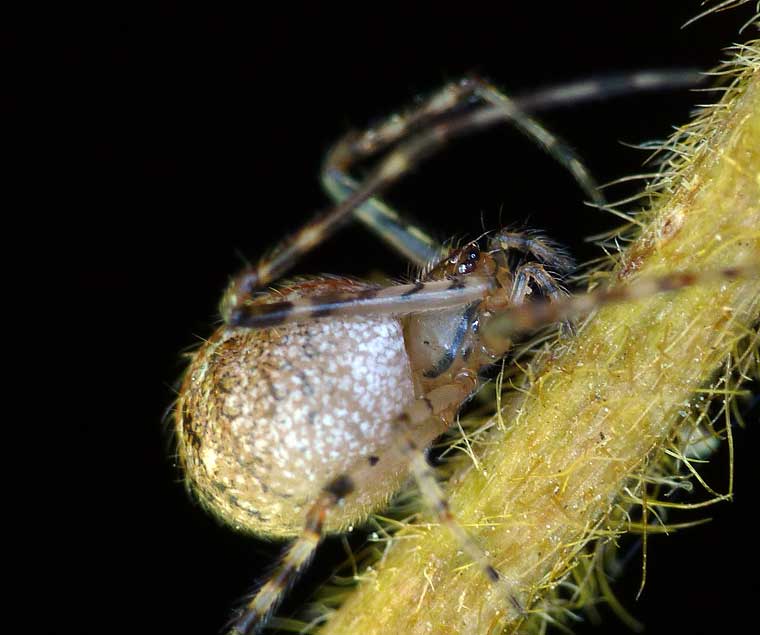Theridiid spider