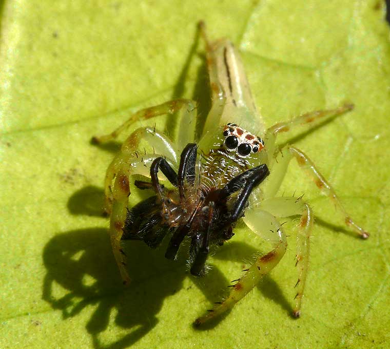 Mopsus mormon Northern Green Jumping Spider