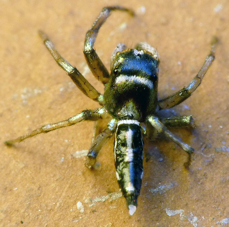 Cosmophasis thalassina