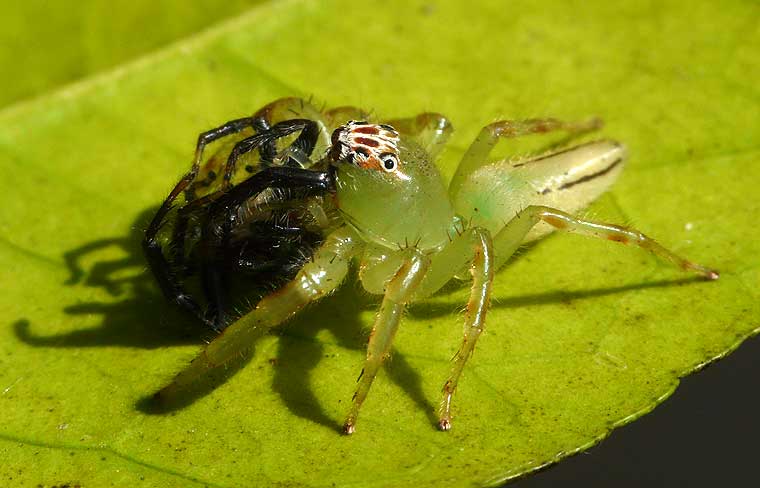 Mopsus mormon Northern Green Jumping Spider